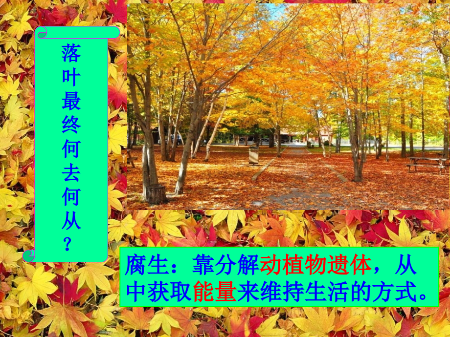 人教版八年级生物上册课件：5.4.4《细菌和真菌在自然界中的作用》(共23张PPT)医学PPT课件.ppt_第2页
