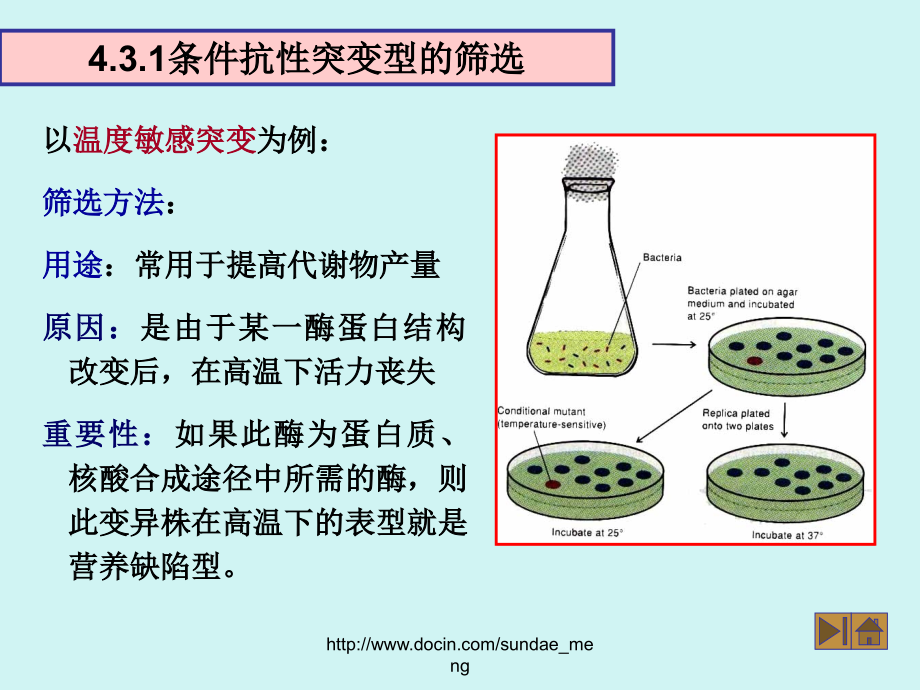 大学特殊变异菌的筛选方法.pptx_第1页