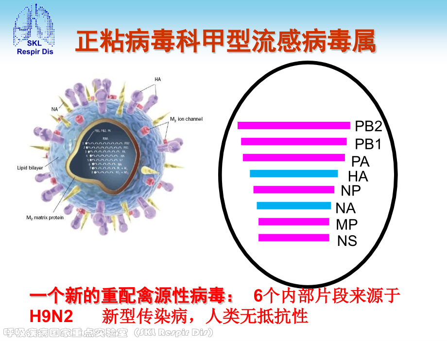 HN禽流感诊疗方案.pptx_第2页