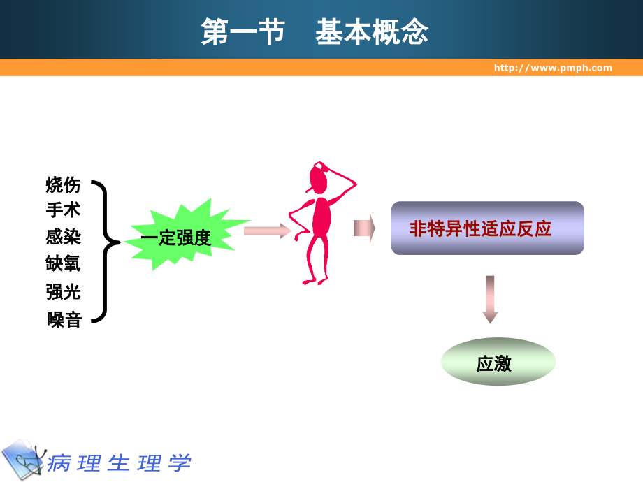 医学超级全之病生临709应激.pptx_第2页