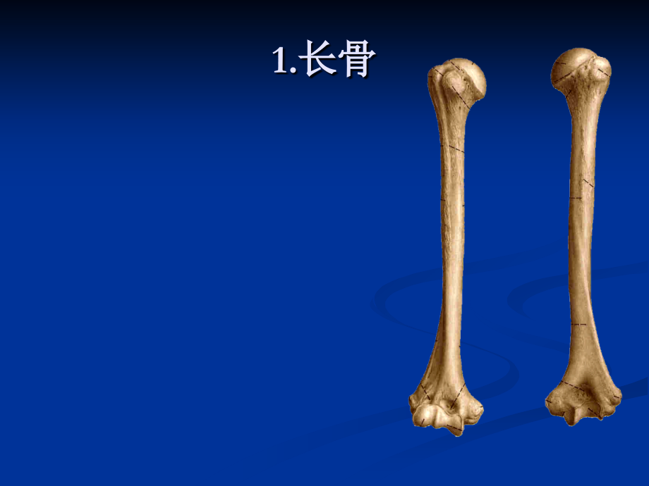 人体解剖学运动系统骨骼.pptx_第2页