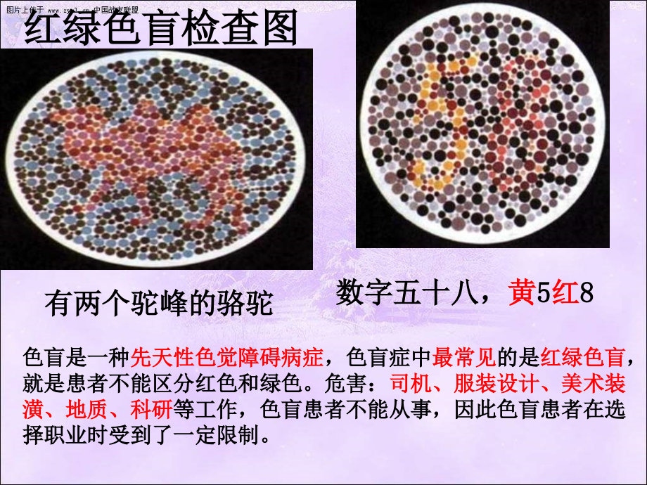 八年级生物用人类优生与基因组计划.pptx_第2页