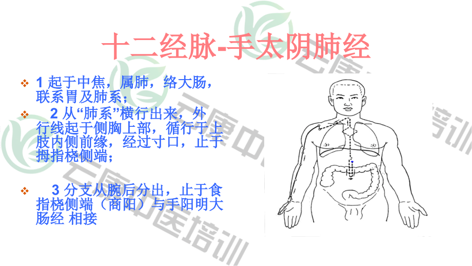 6肺经7大肠经解析.pptx_第2页