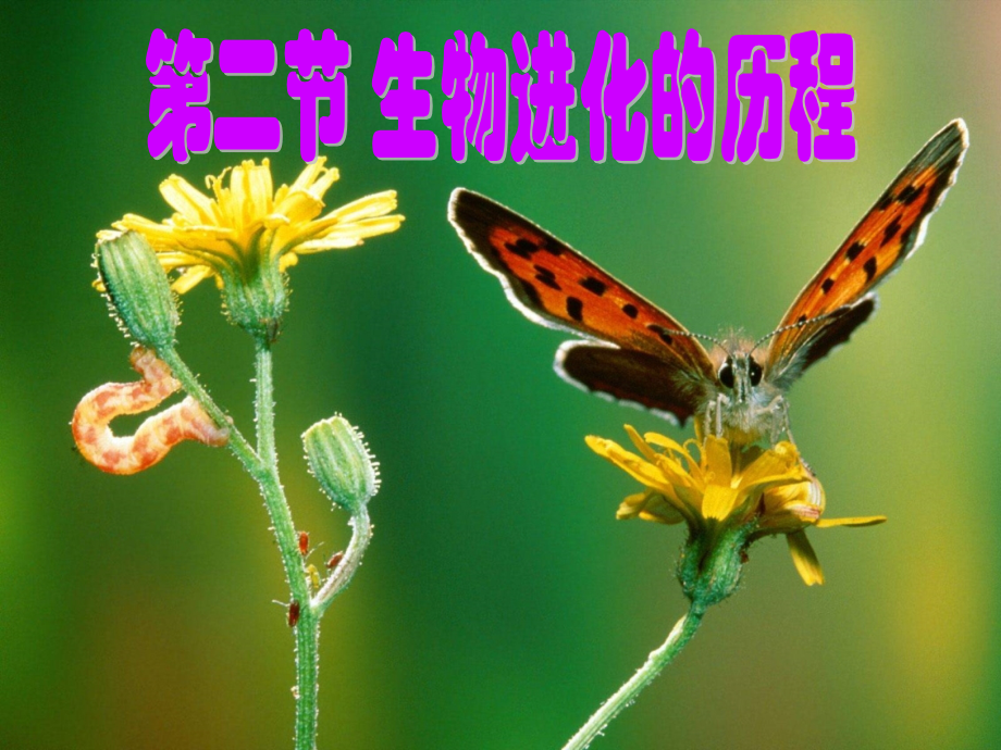 八年级生物下册513生物进化历程1济南版.pptx_第1页