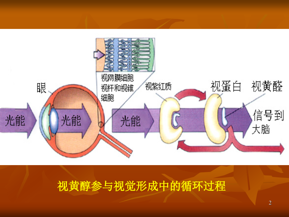 临床营养学补充.pptx_第2页