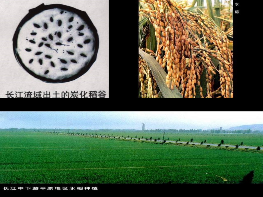 七年级历史稻作文化印记.pptx_第2页