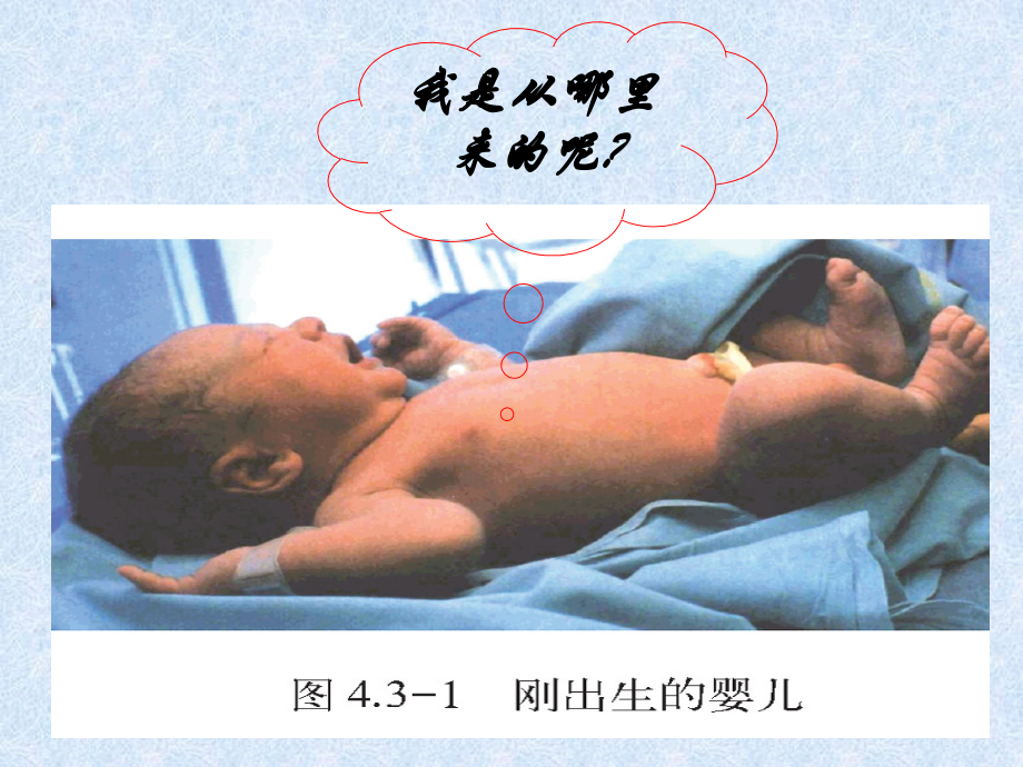31婴儿的诞生.pptx_第2页