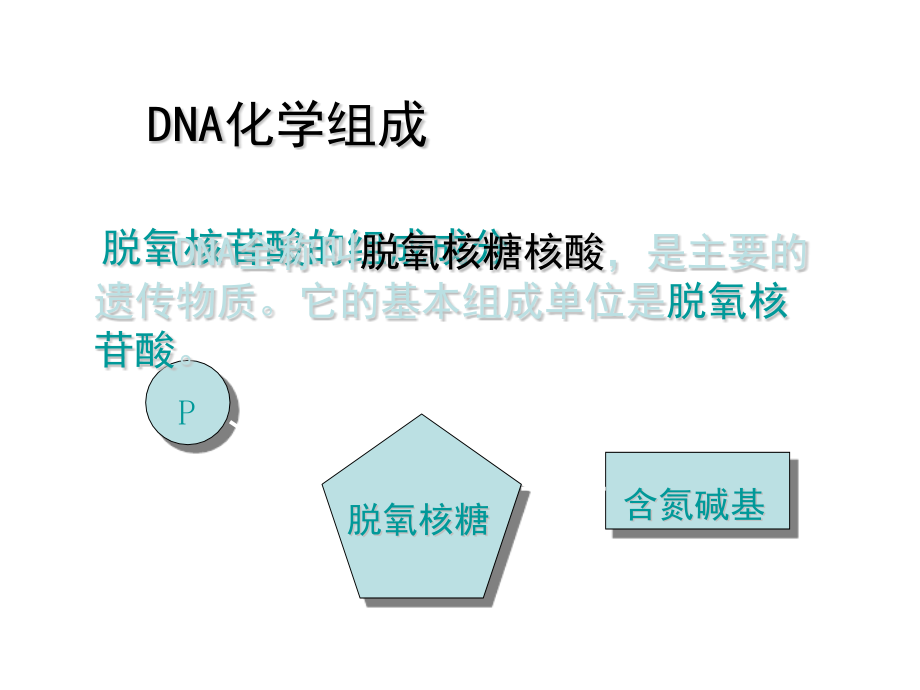 dna分子结构旧人教版.pptx_第2页