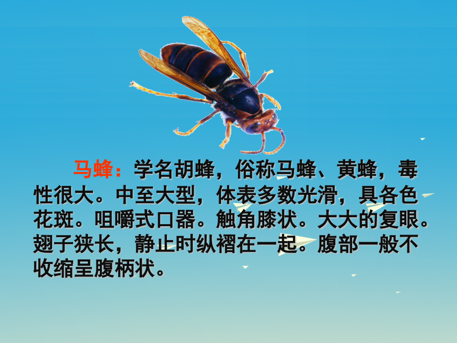 2017春五年级语文下册捅马蜂窝教学.pptx_第1页