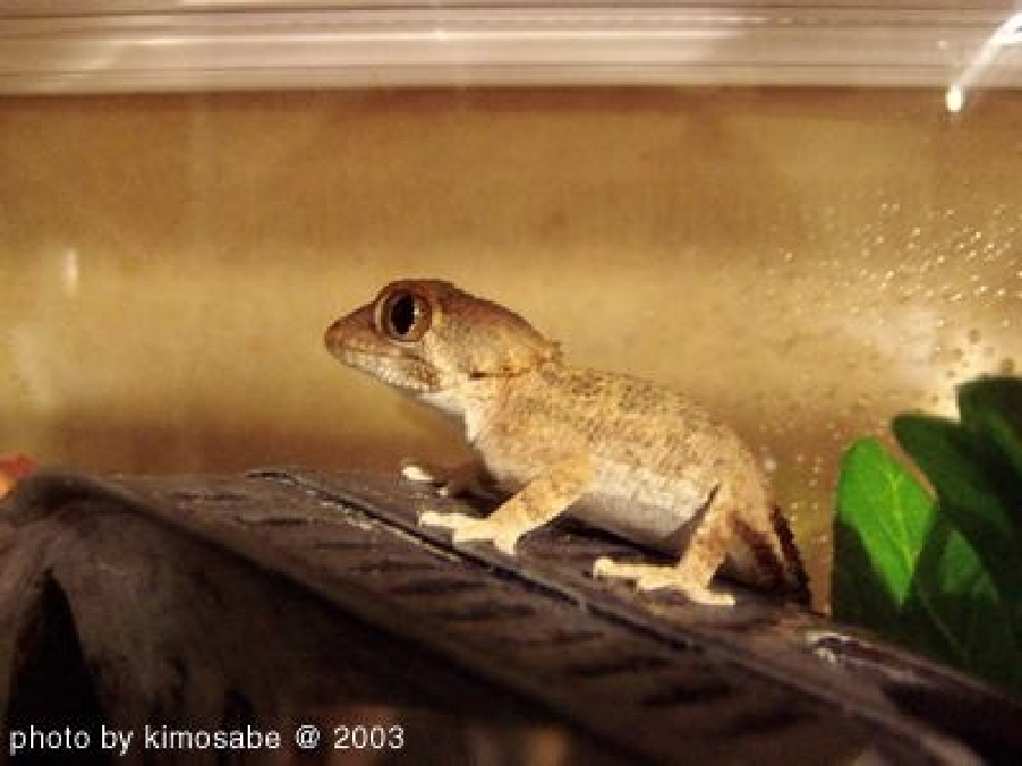 17小壁虎借尾巴5.pptx_第1页