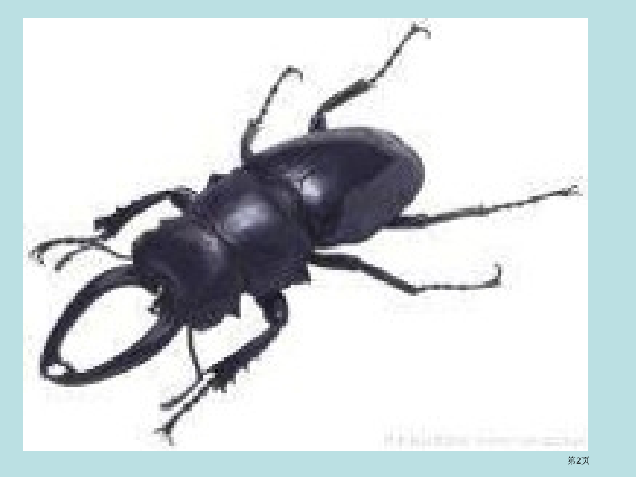 八年级生物北师大版动物行为的研究公开课获奖课件.pptx_第2页