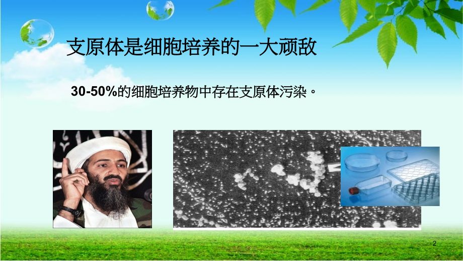 支原体的清除.ppt_第2页