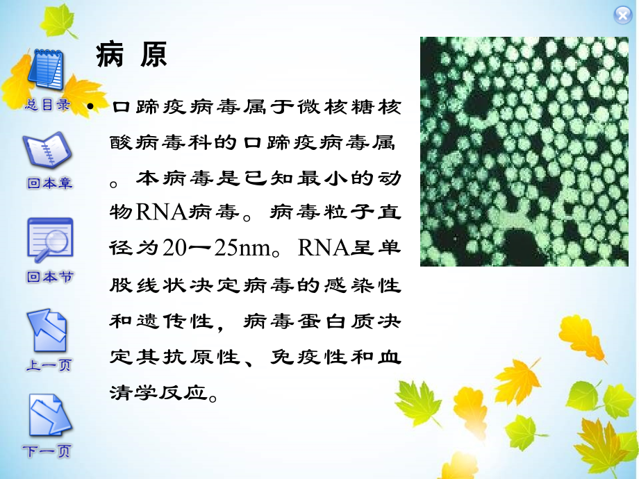 口蹄疫(FMD).ppt_第2页