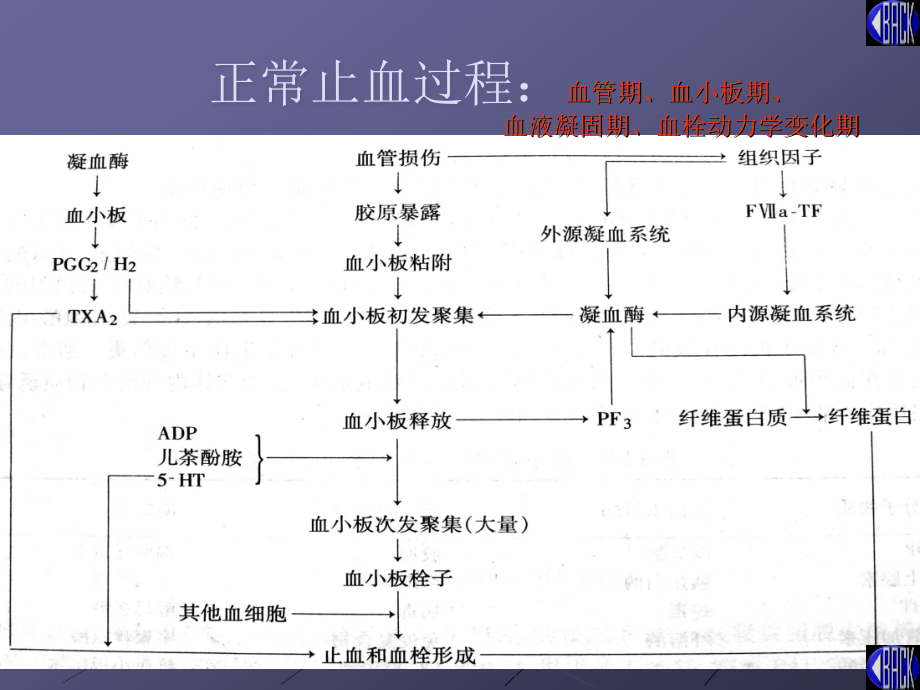 血栓与止血检验理论.ppt_第2页