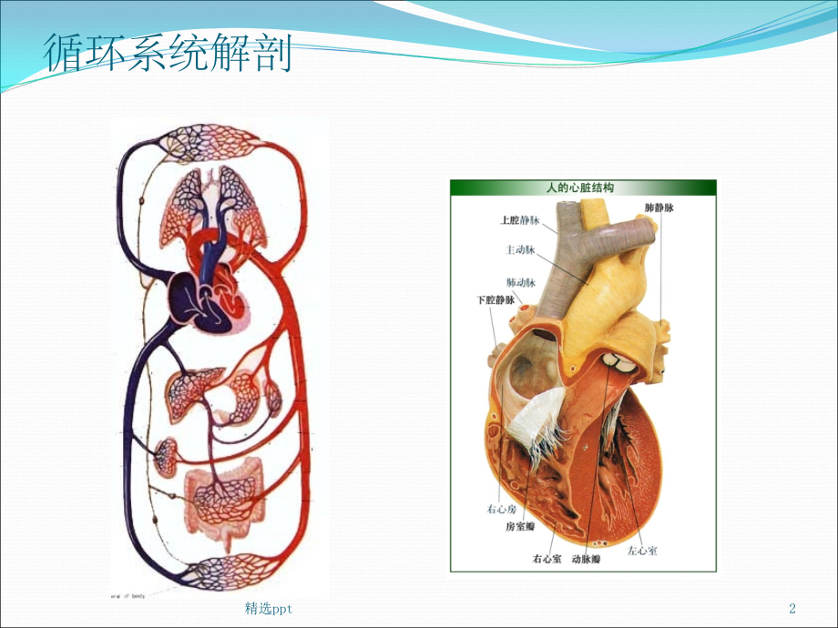 急性左心衰竭课件.ppt_第2页