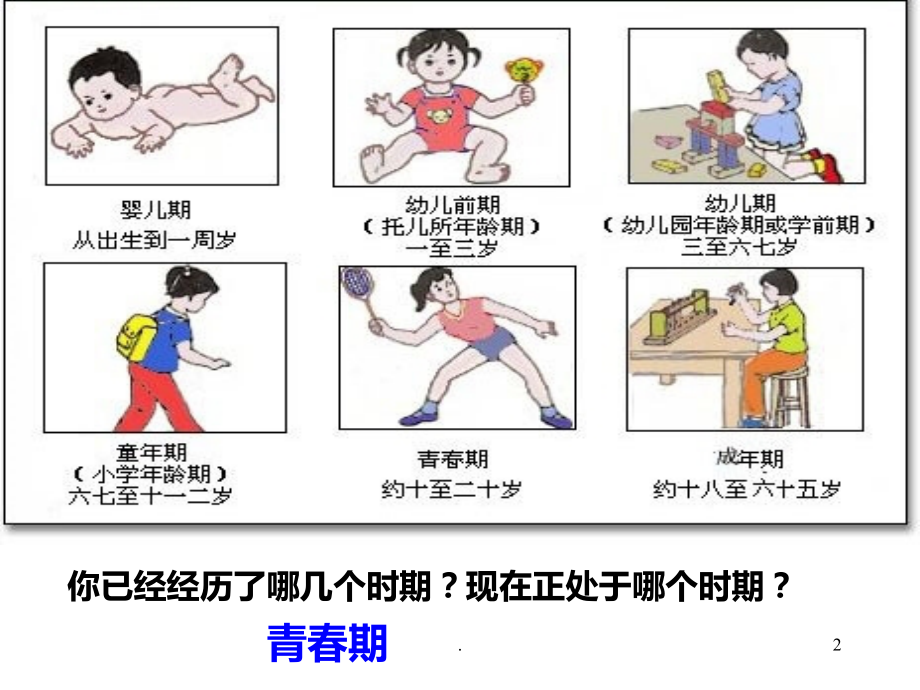 青春期发育.ppt_第2页