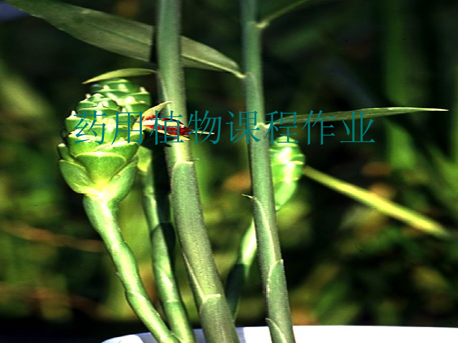 药用植物大全.ppt_第1页