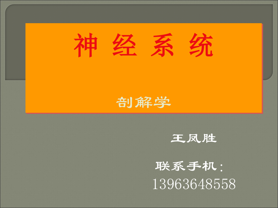 神经系统解剖学课件.ppt_第1页
