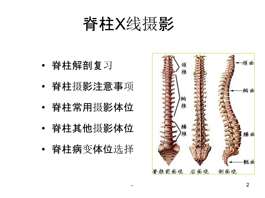 脊柱X线摄影技术.ppt_第2页
