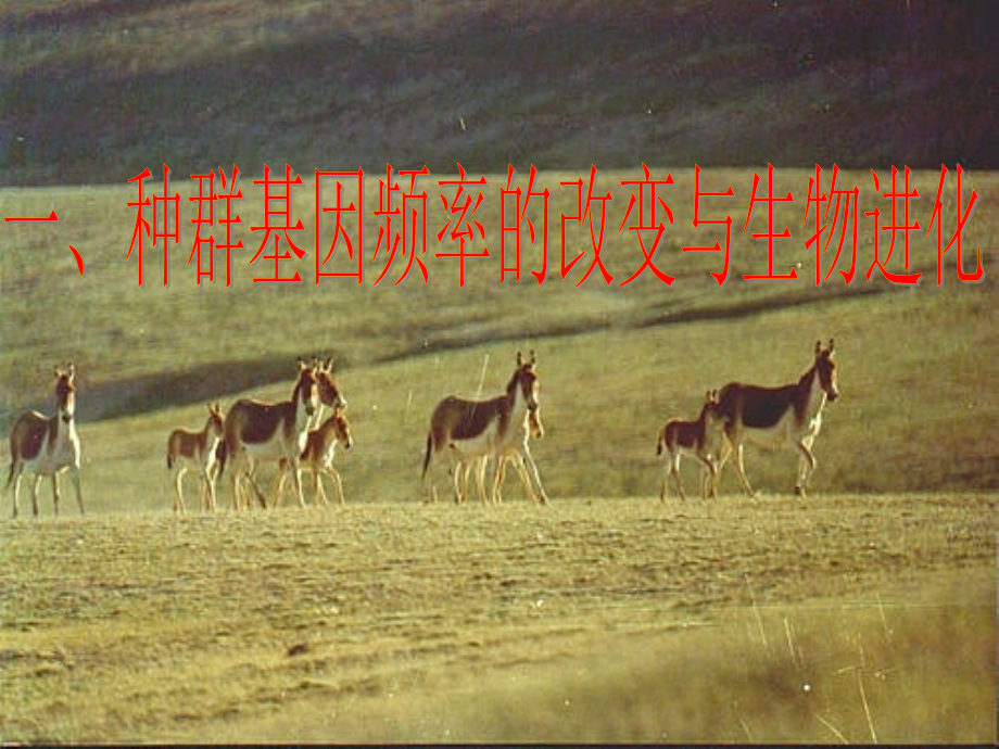 现代生物进化理论的主要内容(上课).ppt_第2页