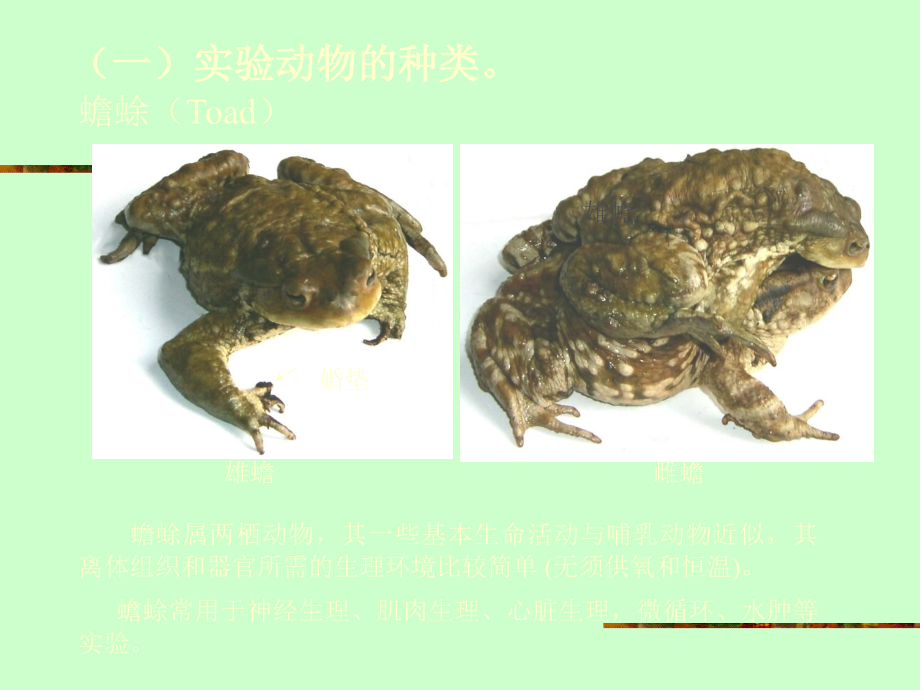 实验动物基本知识及基本操作.ppt_第2页