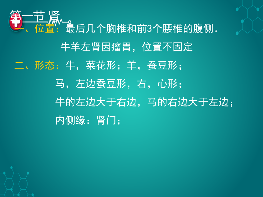 泌尿系统解析资料.ppt_第2页