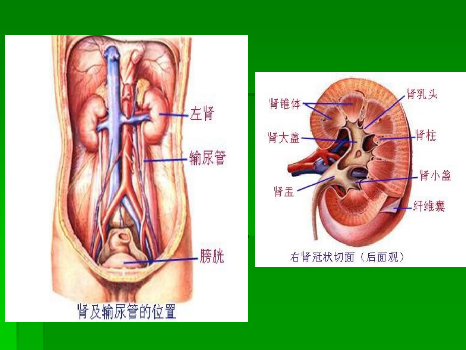 泌尿与生殖系统.ppt_第2页