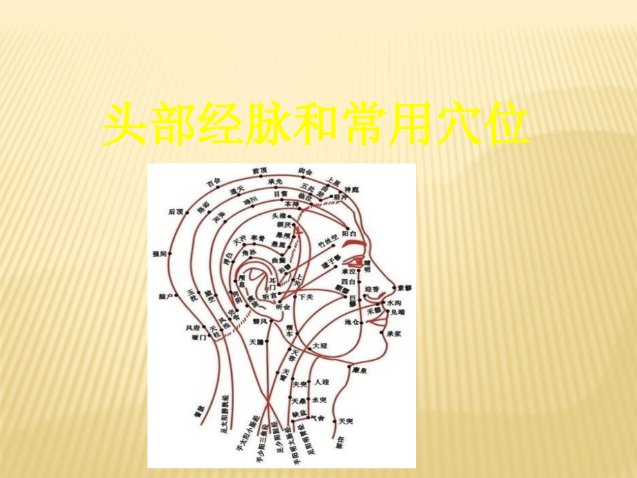 头部常用穴位及经络.ppt_第1页