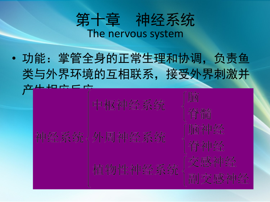 鱼类的神经系统.ppt_第1页