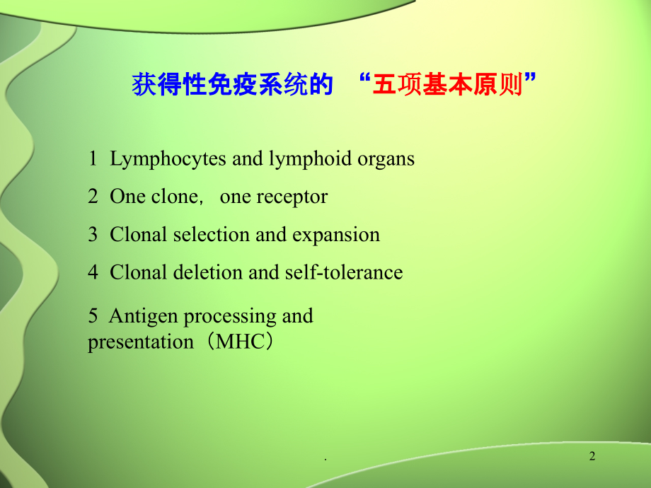 抗体、基因重排及B细胞发育.ppt_第2页