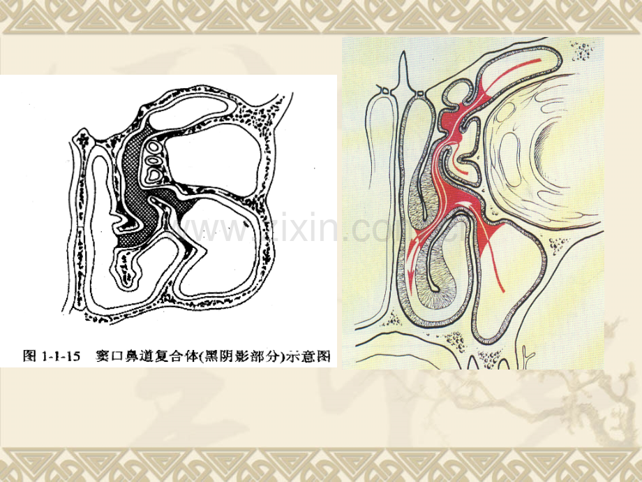 3窦口鼻道复合体培训资料.ppt_第2页