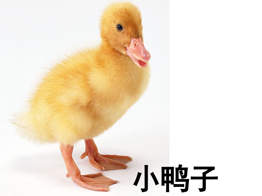 宝宝学认识动物卡片讲课讲稿.ppt_第2页