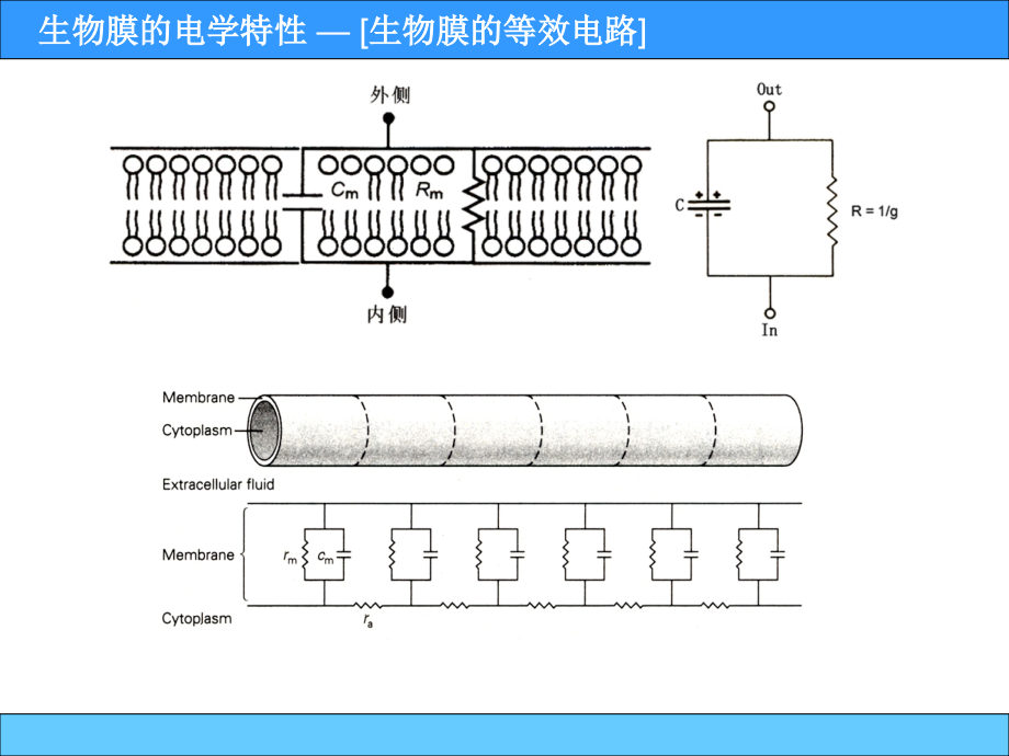 电生理学基本知识与技术-139学习资料.ppt_第2页