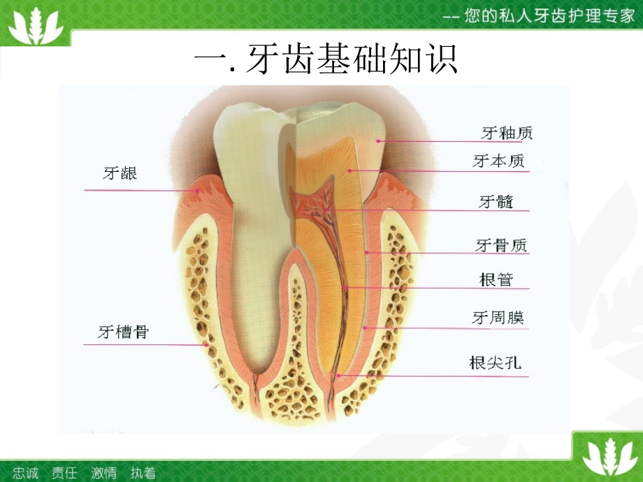 牙齿护理教学提纲.ppt_第2页