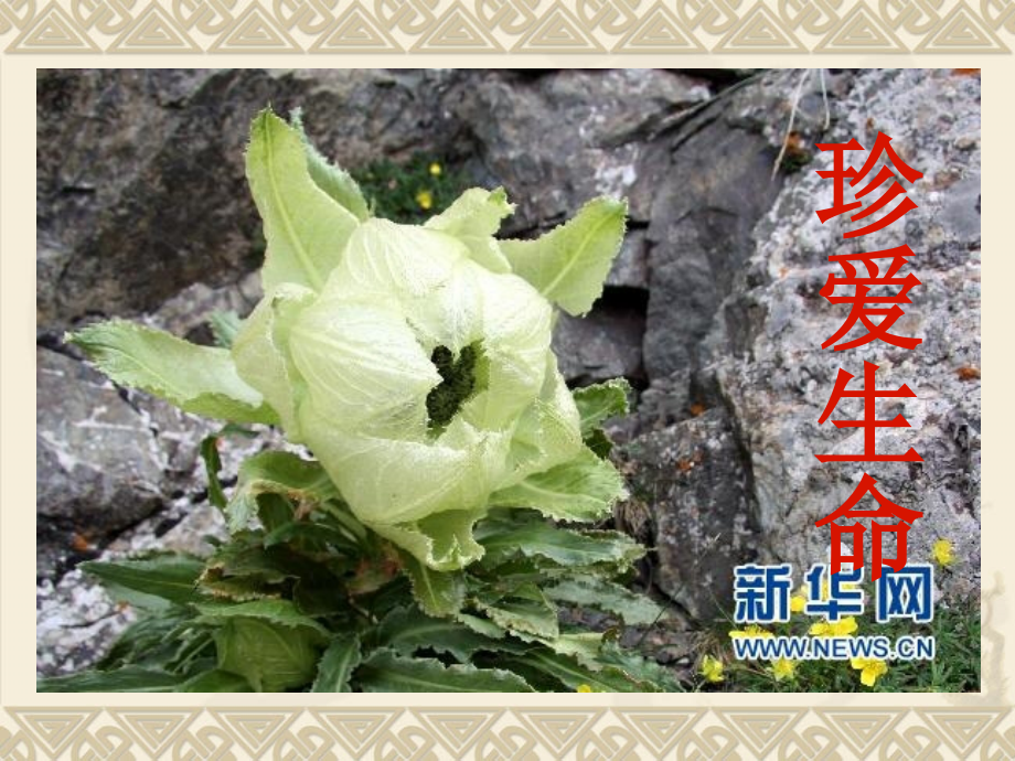 珍爱生命课件说课材料.ppt_第1页
