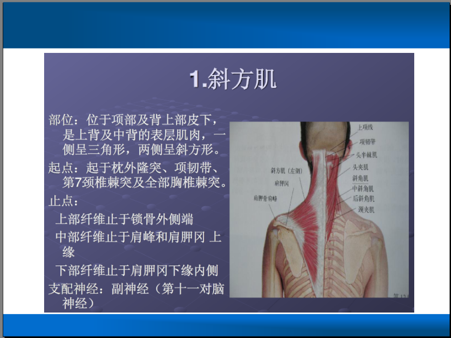 肩关节相关疾病演示教学.ppt_第2页