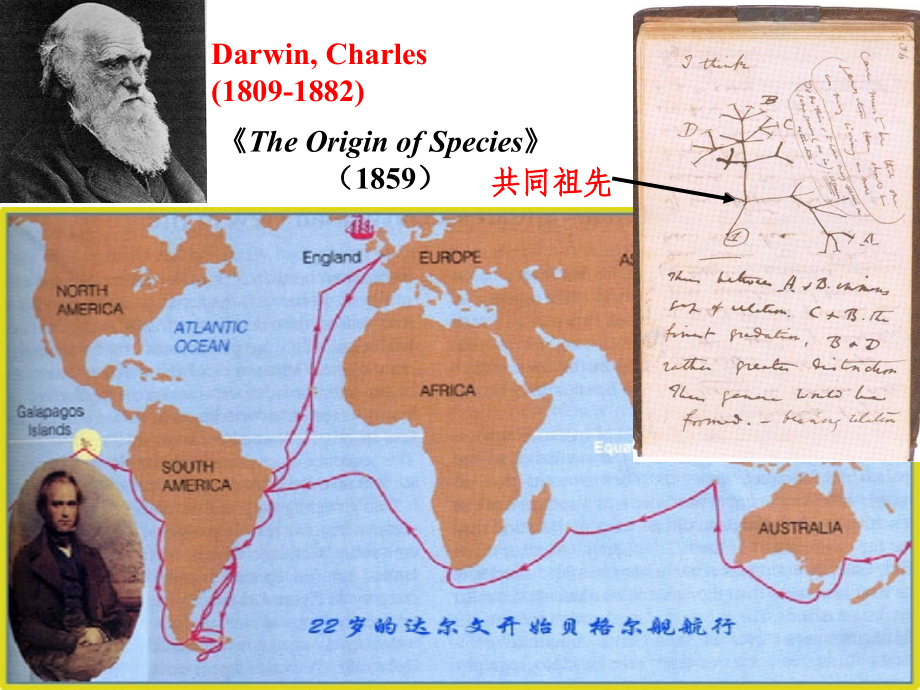 分子进化和系统发育资料.ppt_第2页