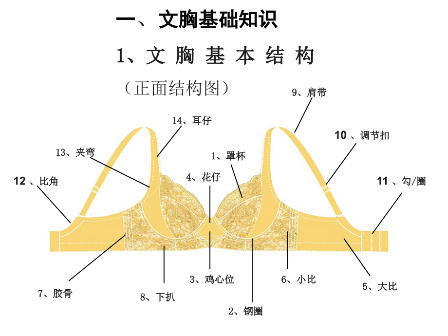 文胸基础知识上课讲义.ppt_第1页