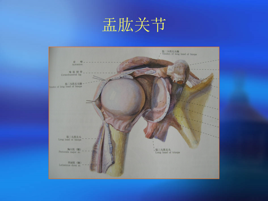 肩关节解剖教案资料.ppt_第2页