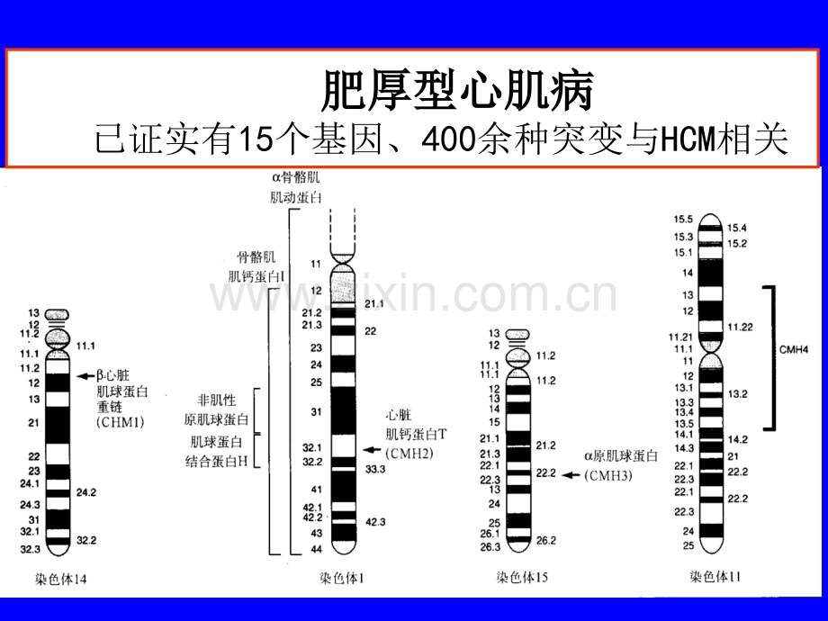 肥厚型心肌病的诊断与治疗教程文件.ppt_第2页