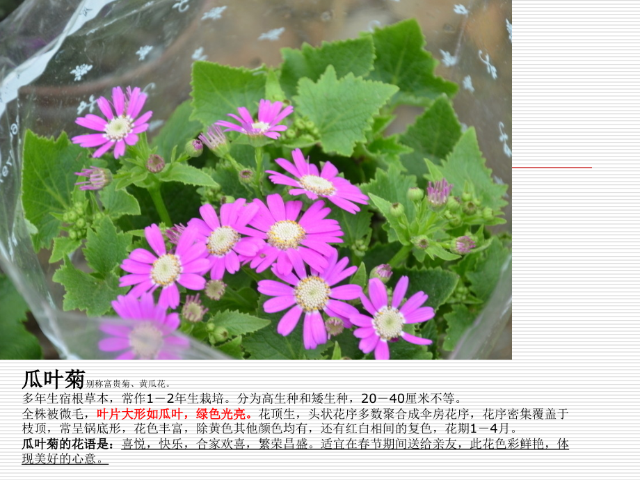 55种常见的室内植物名称和图片知识讲解.ppt_第1页