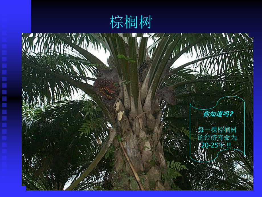 棕榈仁粕推广材料学习资料.ppt_第2页