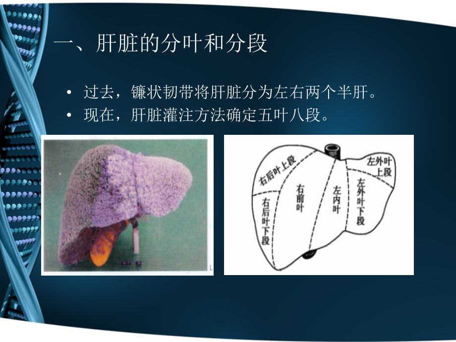 CT-肝脏分段及读片基础教学内容.ppt_第2页
