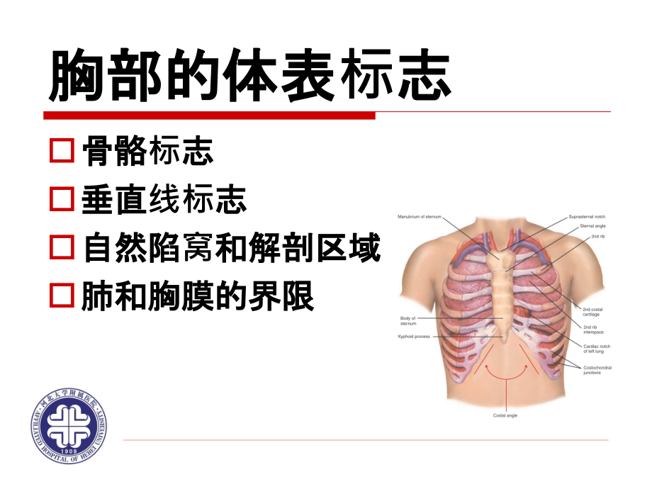 5.1胸部的体表标志教学内容.ppt_第2页