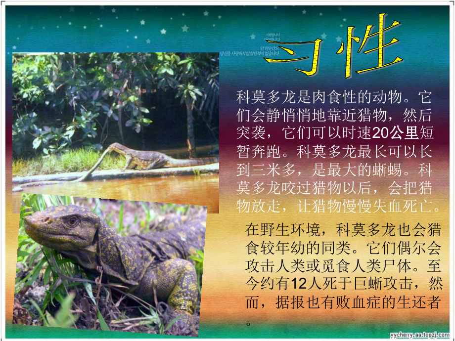科莫多龙备课讲稿.ppt_第2页