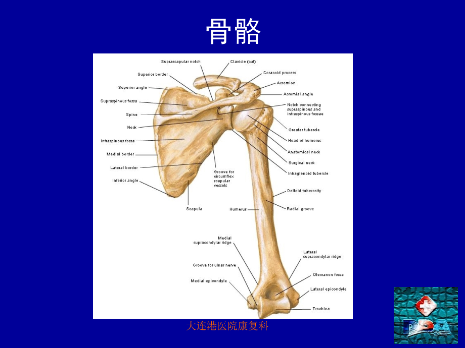 肩关节半脱位及肩手综合征复习进程.ppt_第2页