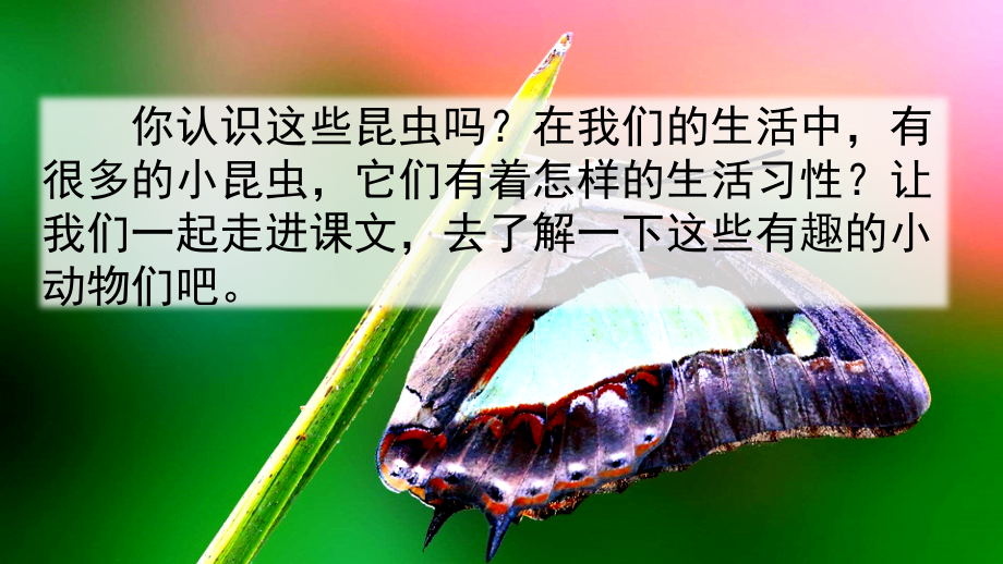 4、昆虫备忘录说课讲解.ppt_第1页
