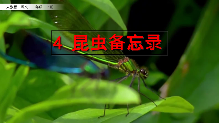 4、昆虫备忘录说课讲解.ppt_第2页