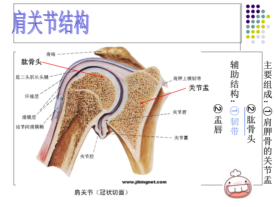 肩关节的主要结构系统解剖学说课讲解.ppt_第2页