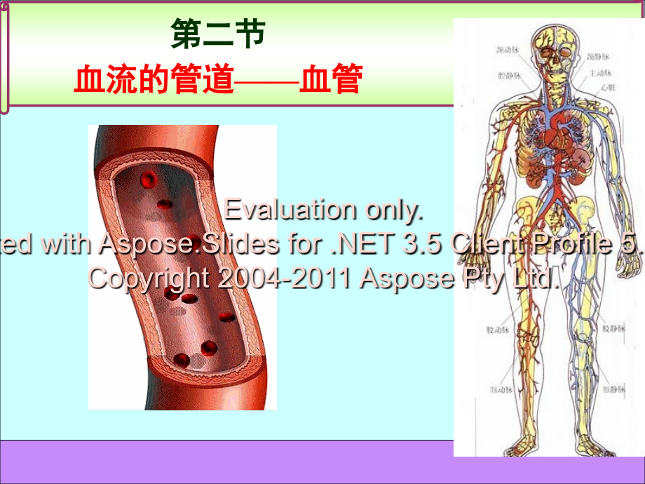 七年级生物下册-血流的管道—血管课件-人教新课标版教程文件.ppt_第1页